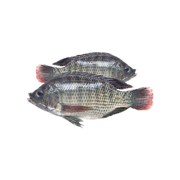 Fish  – Bata 10Kg