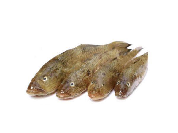 Fish – Baila 20kg