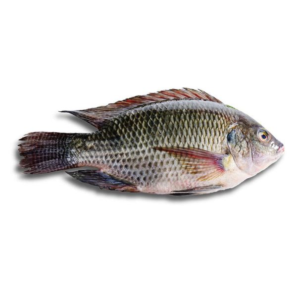 Fish – Black Tilapia (10Kg)