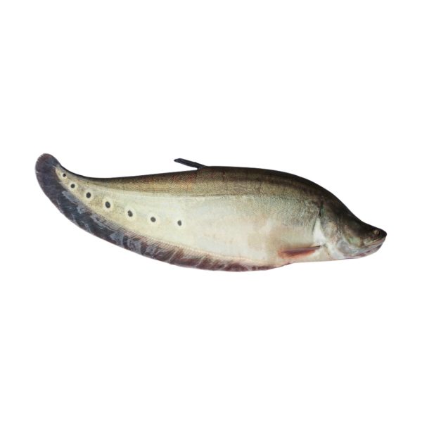 Fish – Chital (20Kg)