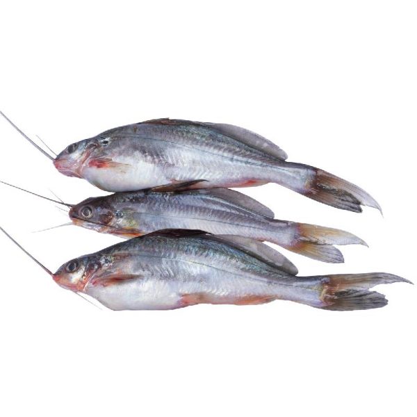 Fish – Gulsha