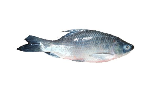 Fish – K-Bous (10Kg)