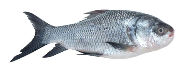 Fish – Katla (Size 1/2 Kg) – (15Kg)