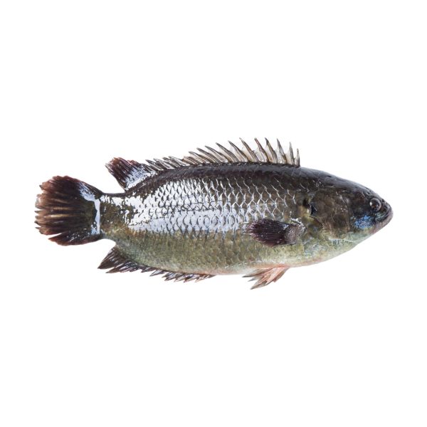 Fish – Koi (Cleaned) Vietnam (10Kg)