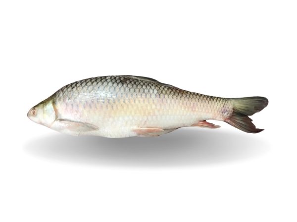 Fish – Mirgal (10Kg)