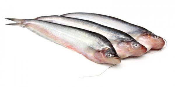 Fish – Pabda (12Kg)