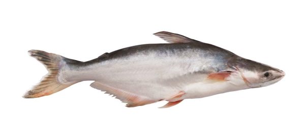 Fish – Pangasius Vietnam