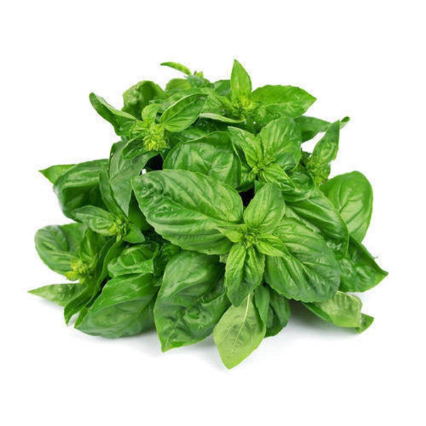 Fresh Basil_Egypt