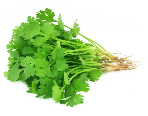 Fresh Coriander_Egypt