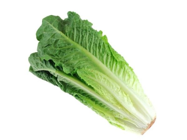 Fresh Romain Lettuce_Egypt