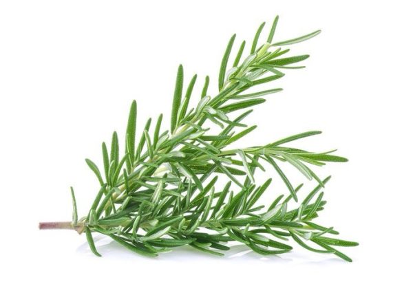 Fresh Rosmary_Egypt