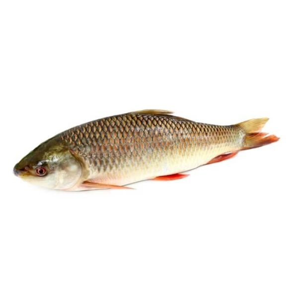 Fish – Rah Pakistan (10 KG)